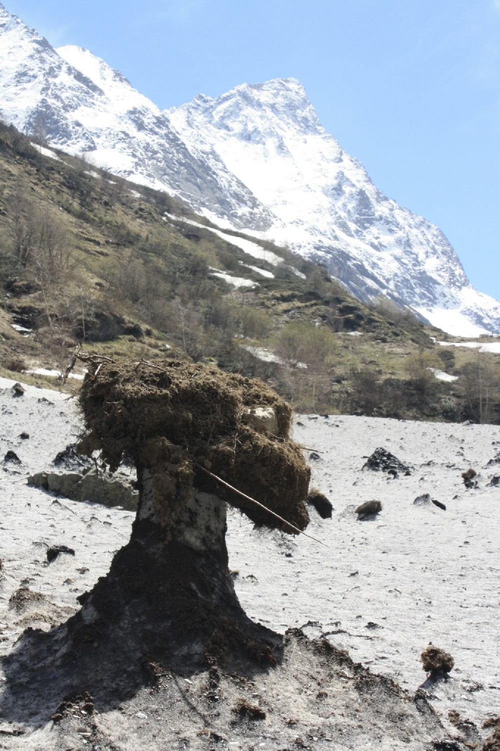 Une nouvelle variété de champignon pousse dans le Vallon de Lanchâtra