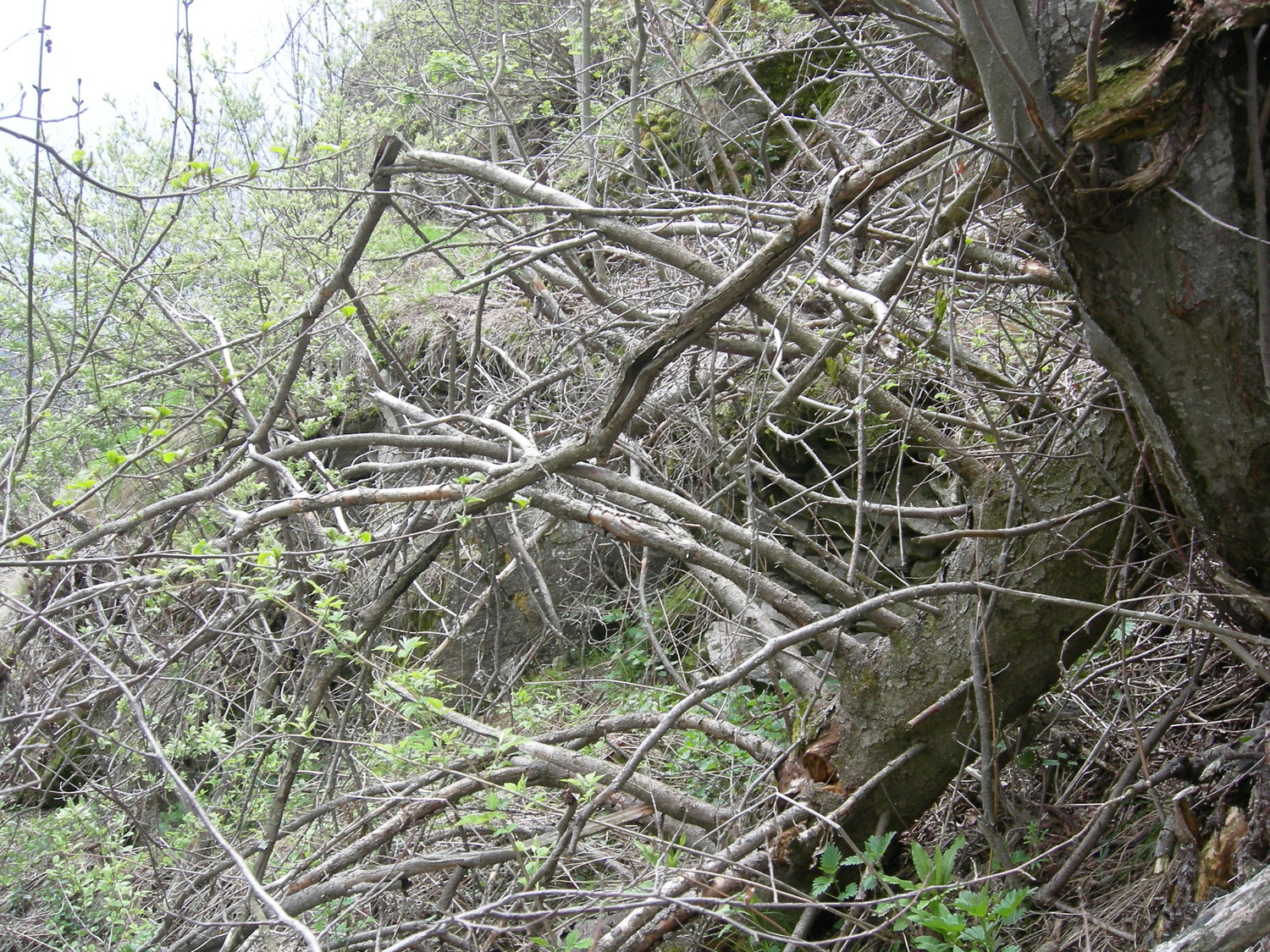 Mittelwasser: terminus