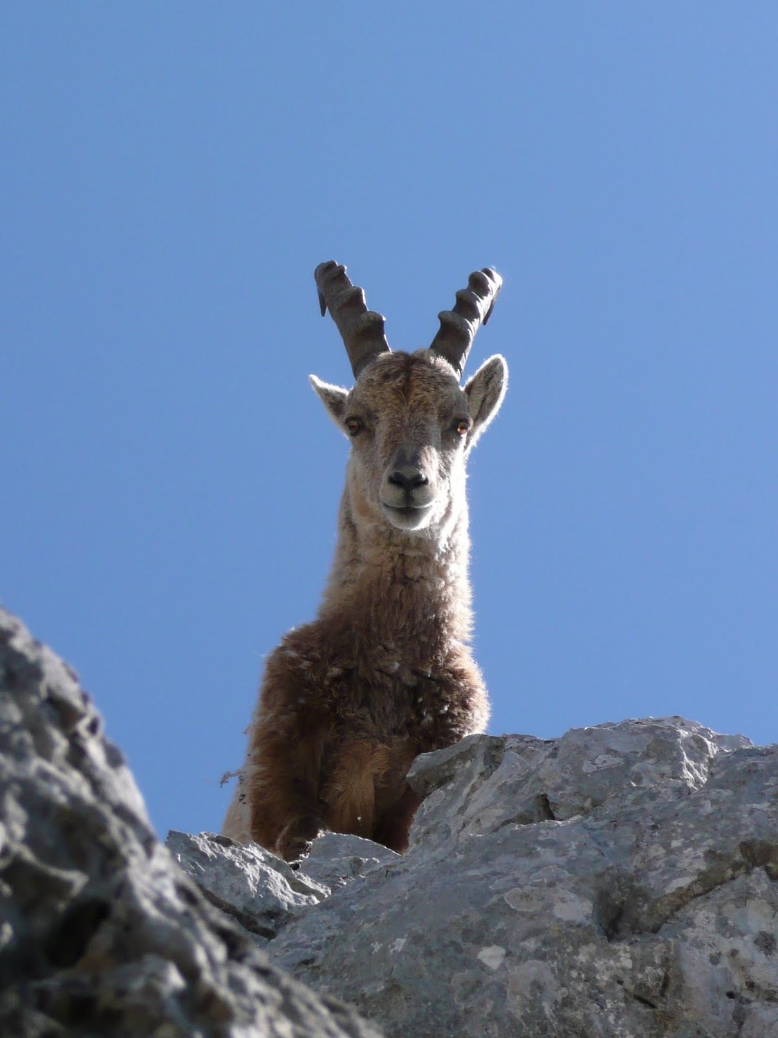 Au sommet, bouquetin curieux