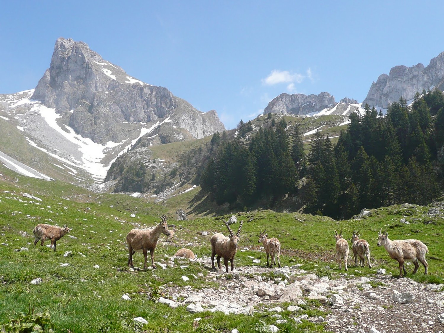 Bouquetins au niveau du chalet