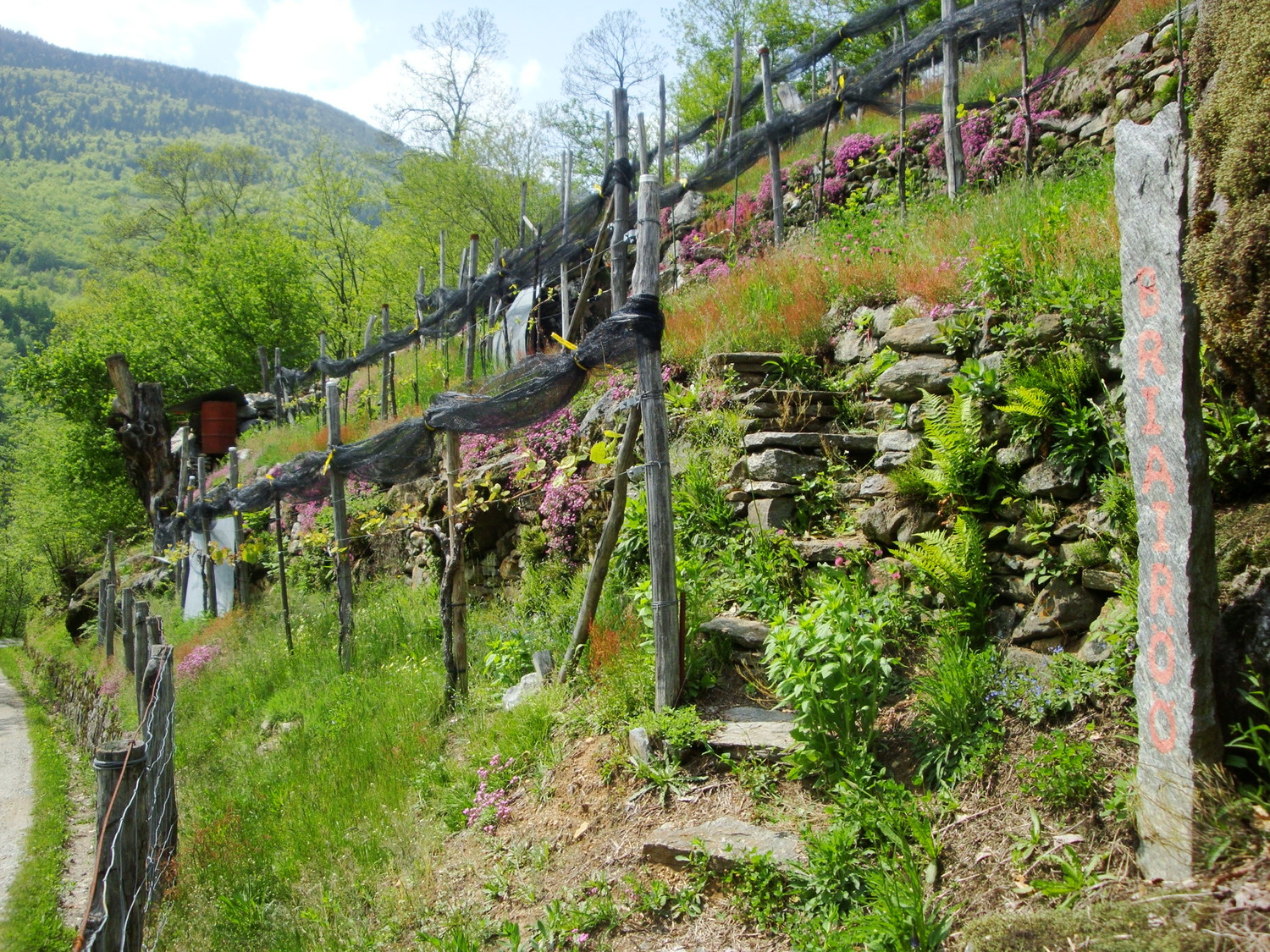 Vignes du Tessin....!