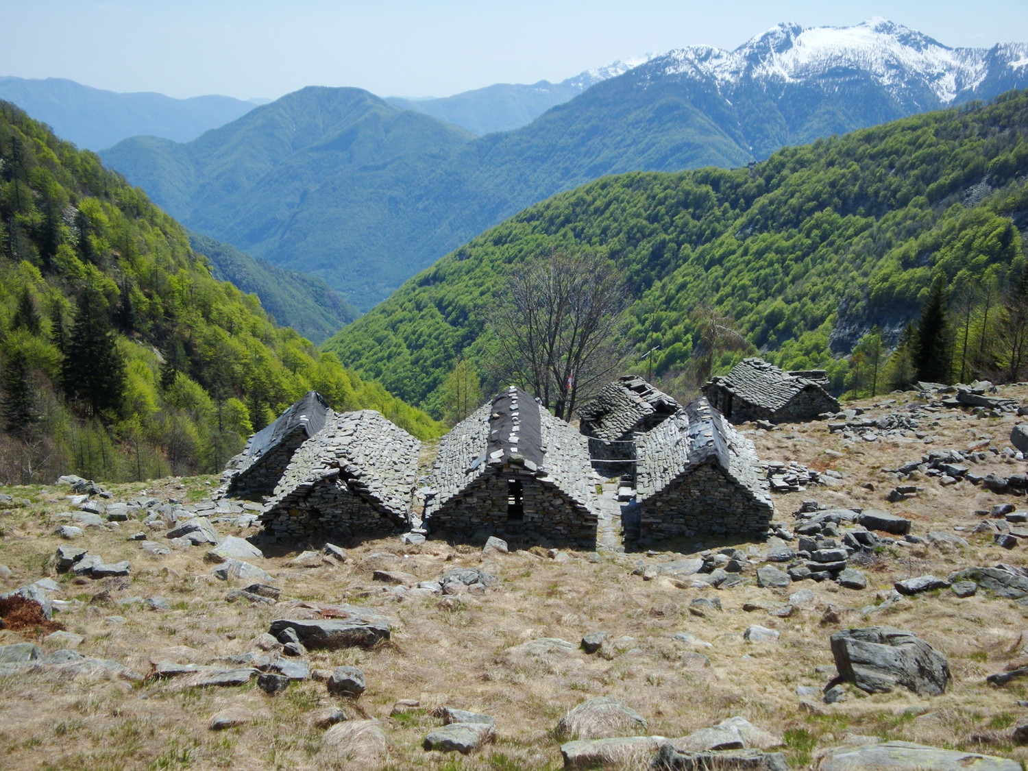Cortone