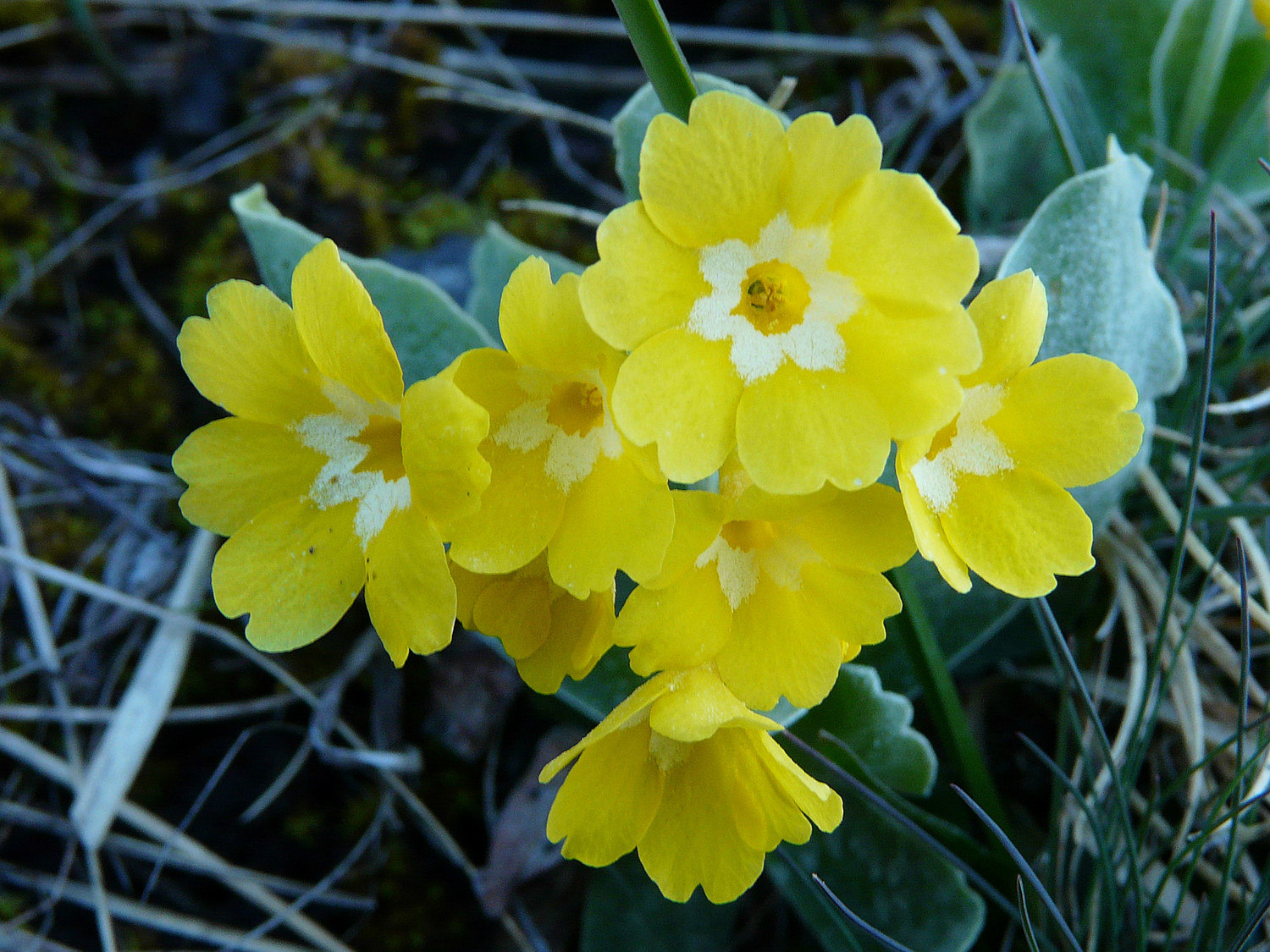 Déjà quelques fleurs sur le parcours
