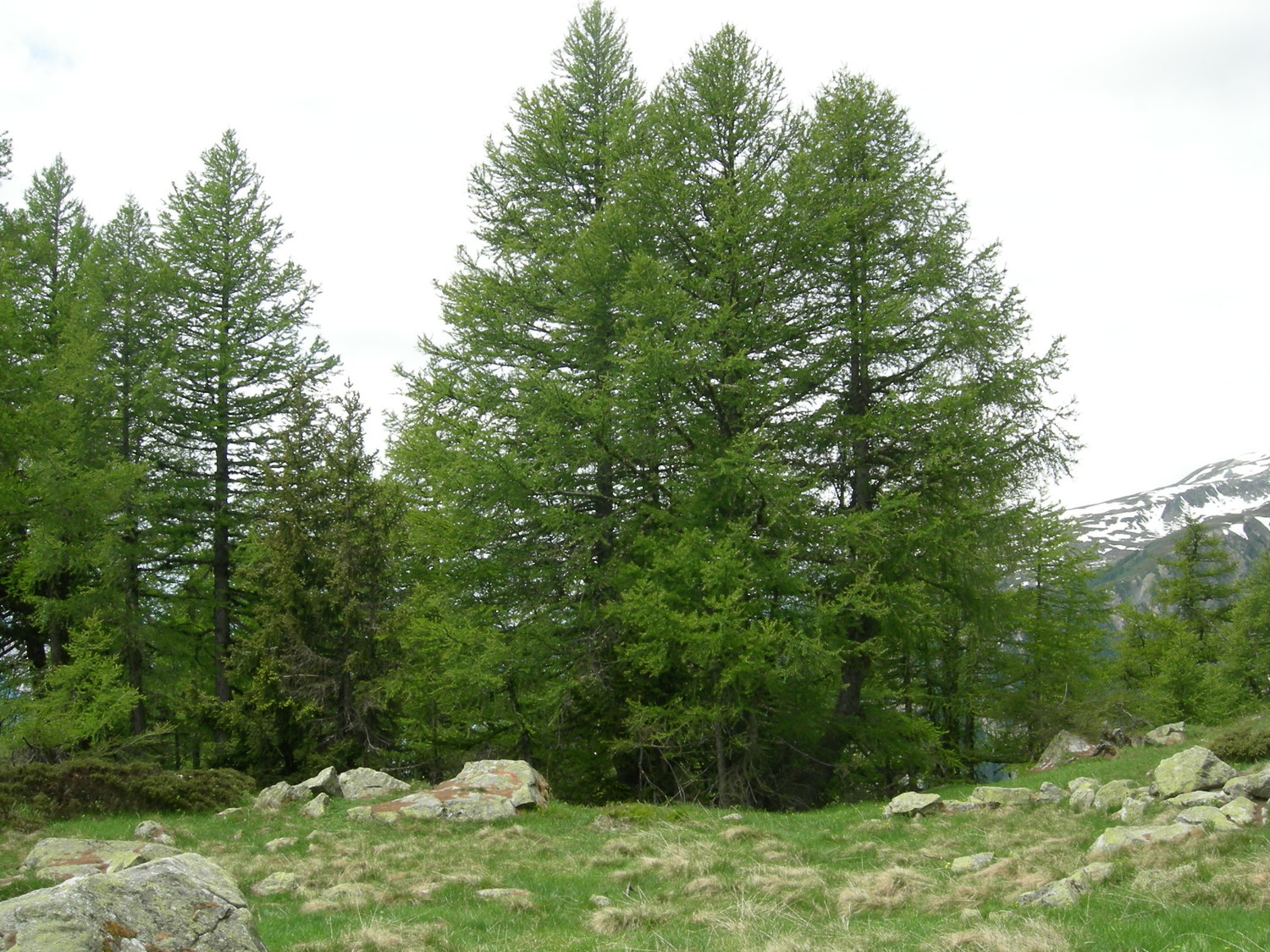 Mättju