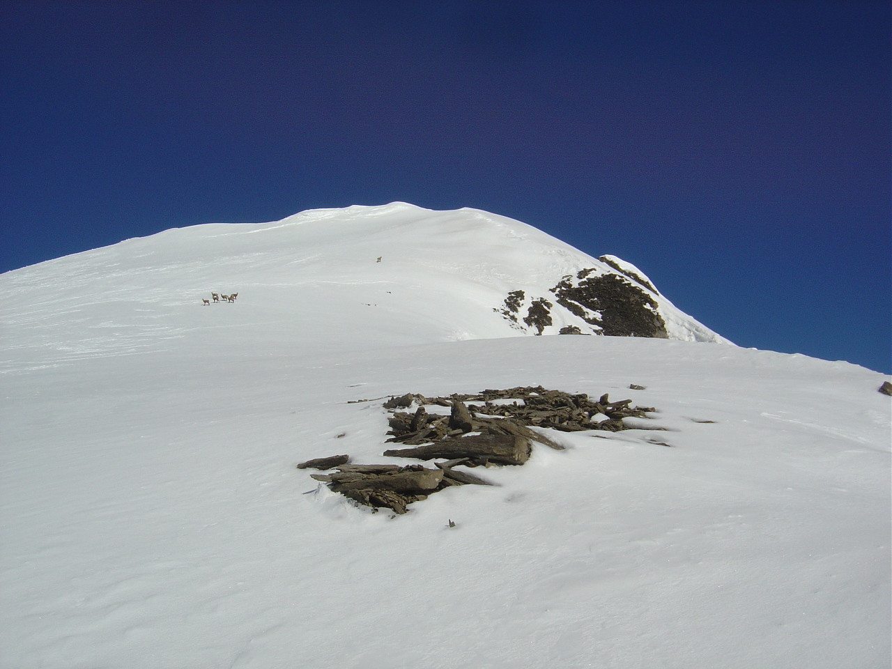 Je ne suis plus tout seul... Que font-ils à 3400m?