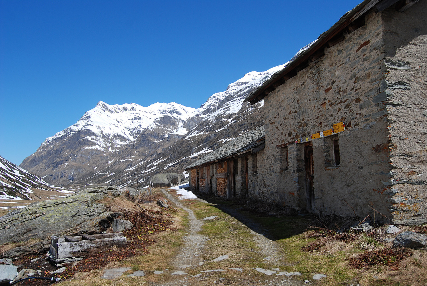 Lo stallone all'Alpe della Sovrana 1995 m in Val Madris.