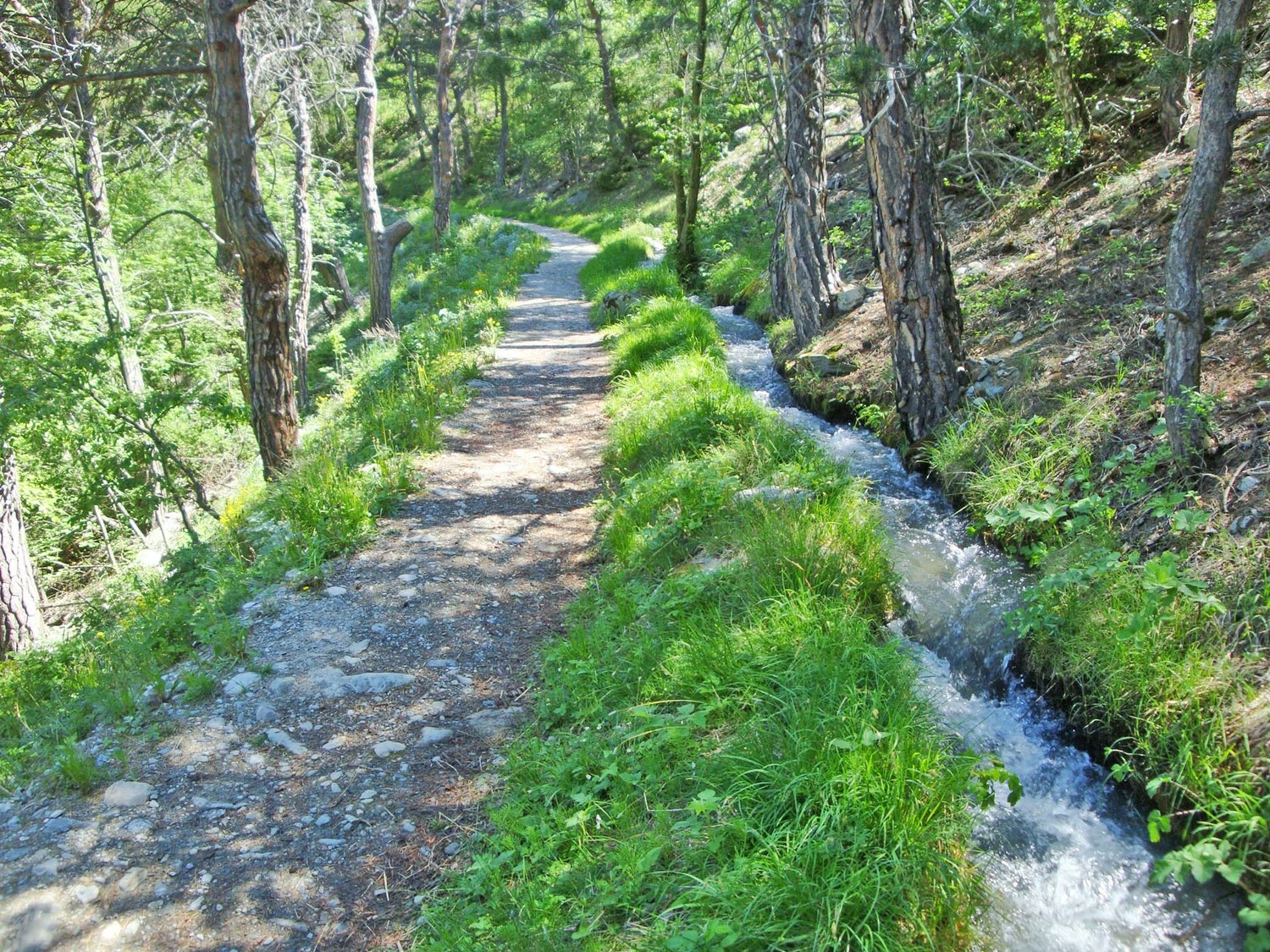 Bisse Grossa