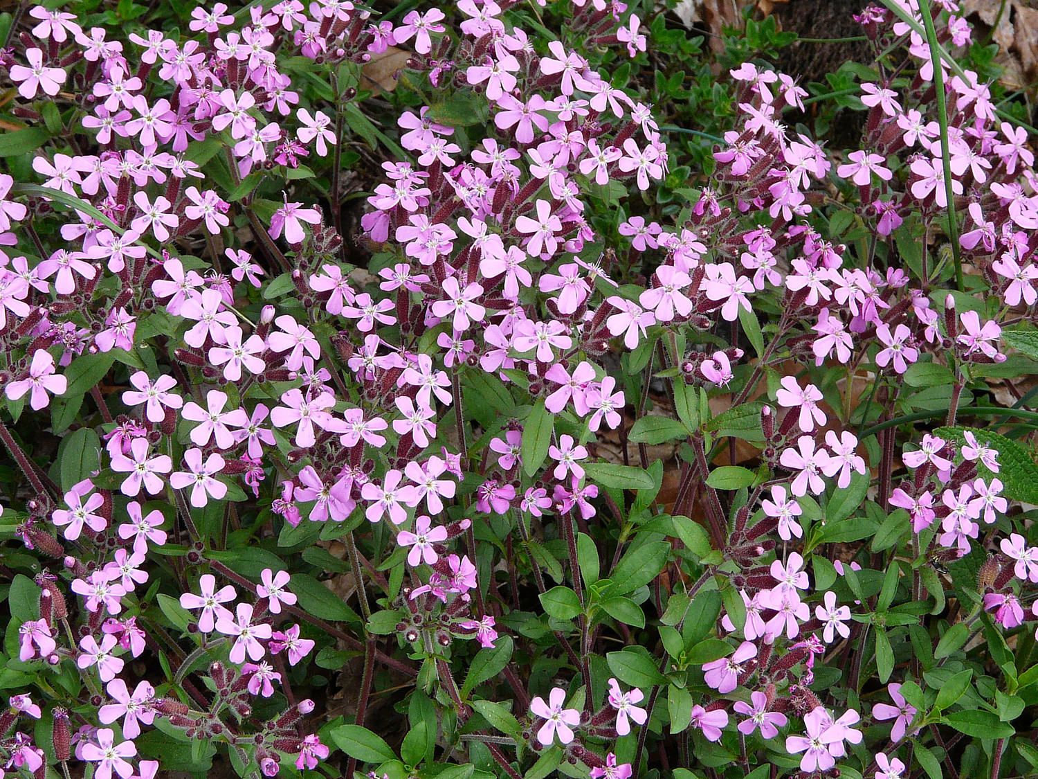 Des fleurs (Saponaire de Montpellier)
