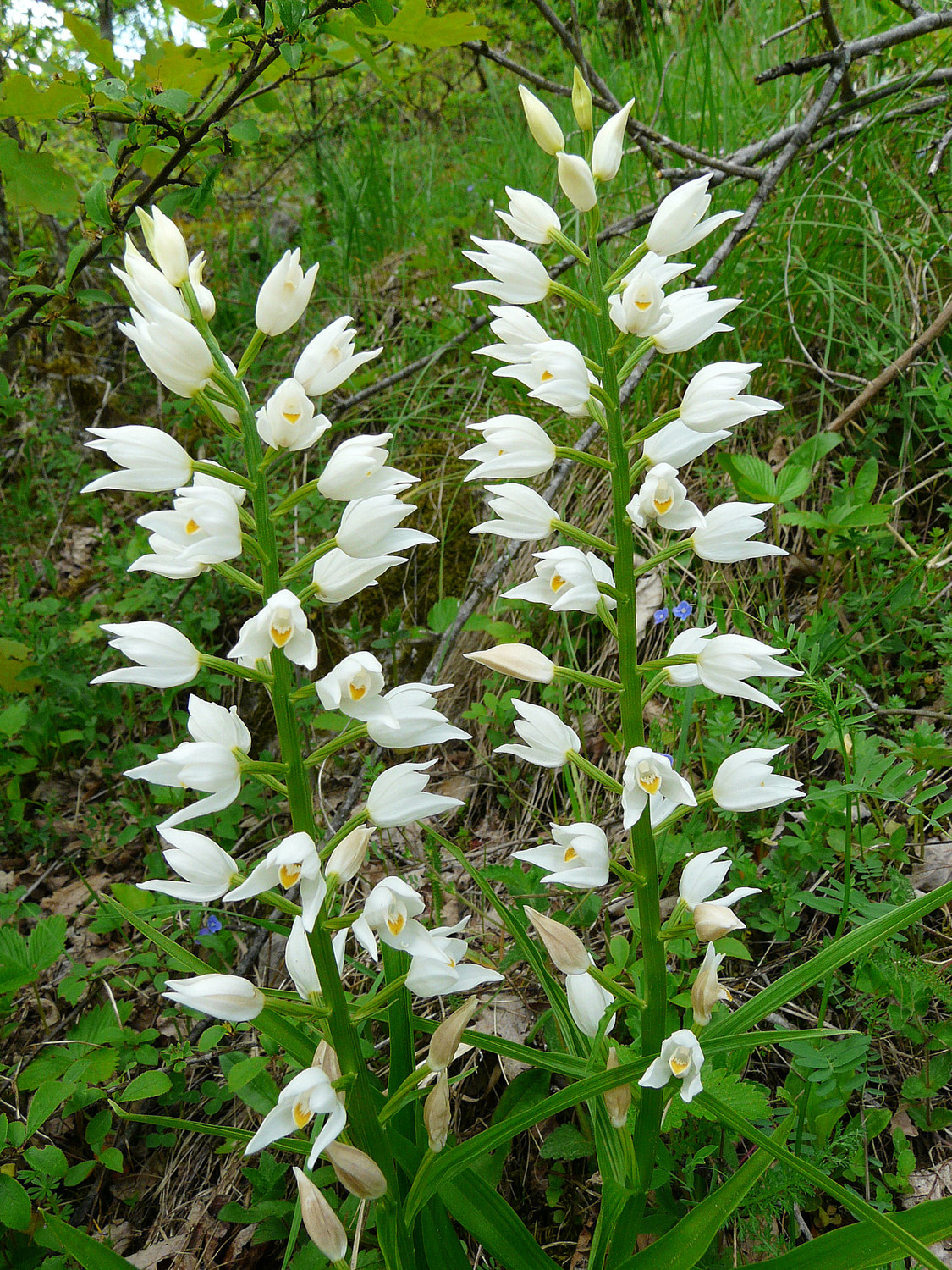Toujours des fleurs (Céphalanthère à longues feuilles)