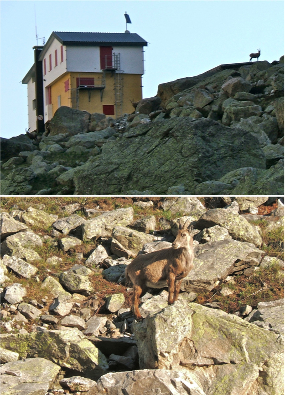 Au petit matin le refuge était gardé par les bouquetins.