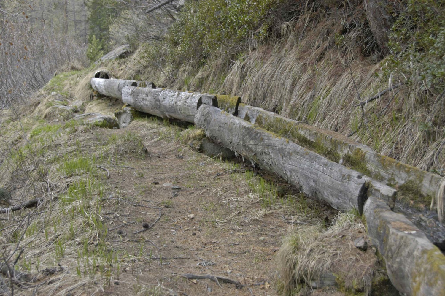 Chéneau taillé en 1 pièce