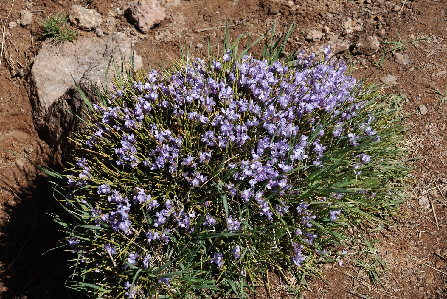 Coussinet bleu de l'Atlas
