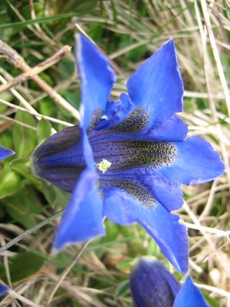 Gentiane acaule