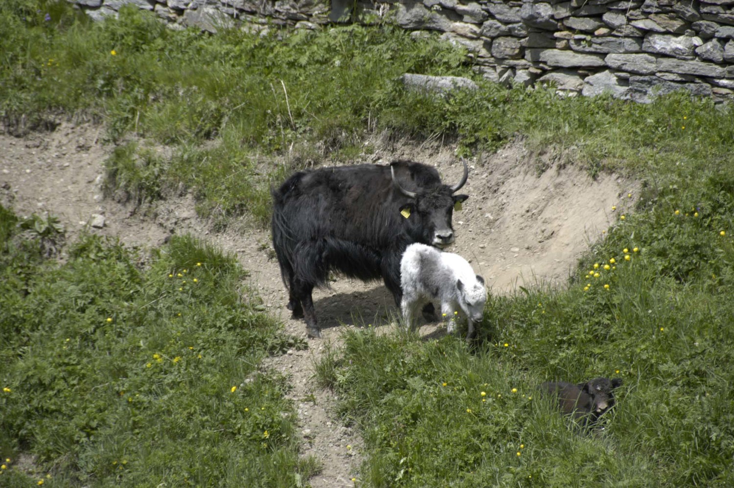 Yaks valaisans ?