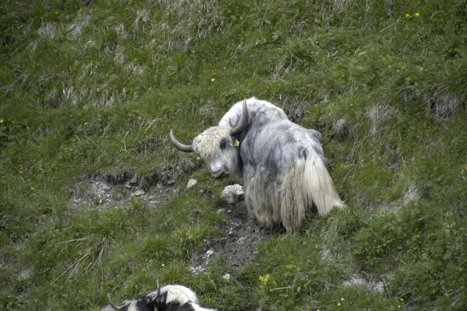 Yak de Roti Flue