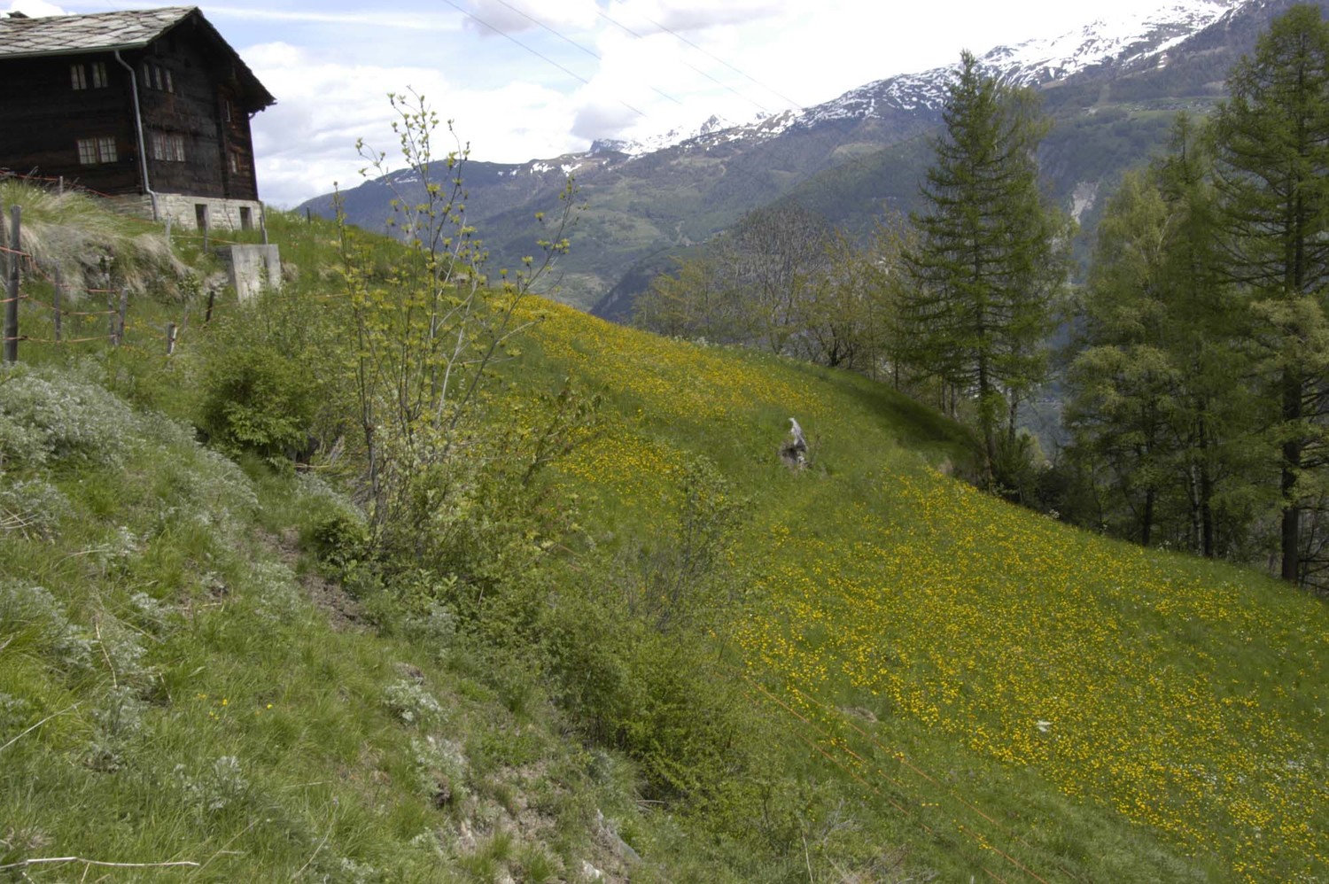 Prairies sur le Staleri