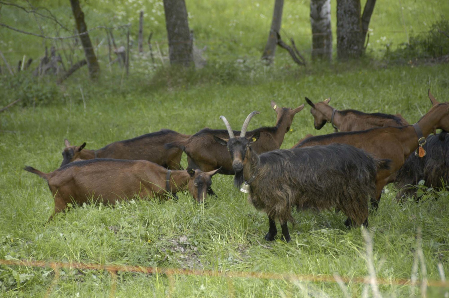 Un bouc avec la clochette....