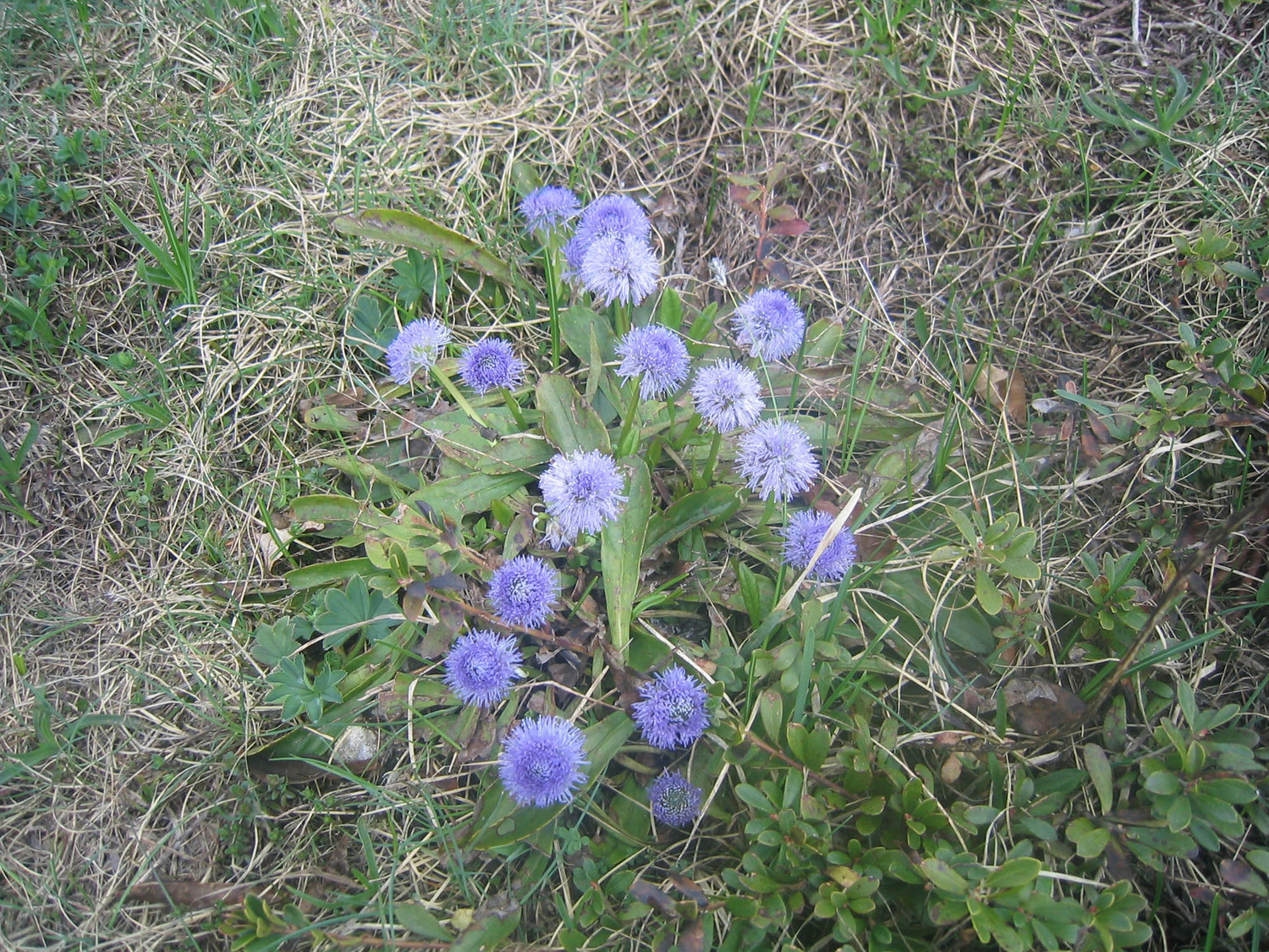 Globulaires