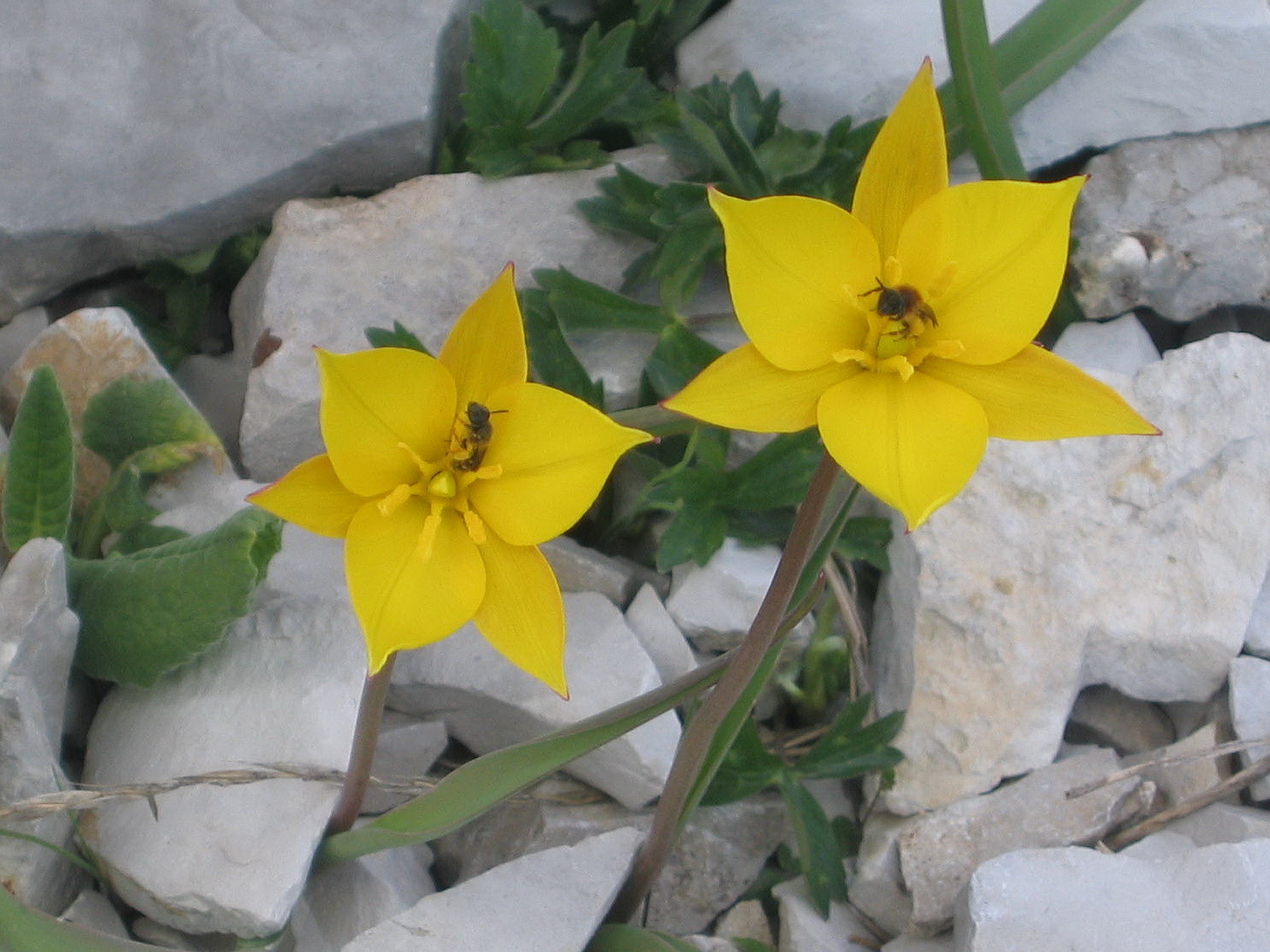 tulipes