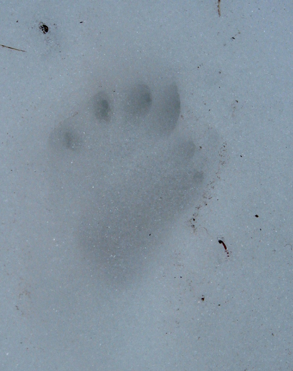 Trace mais de quel animal?