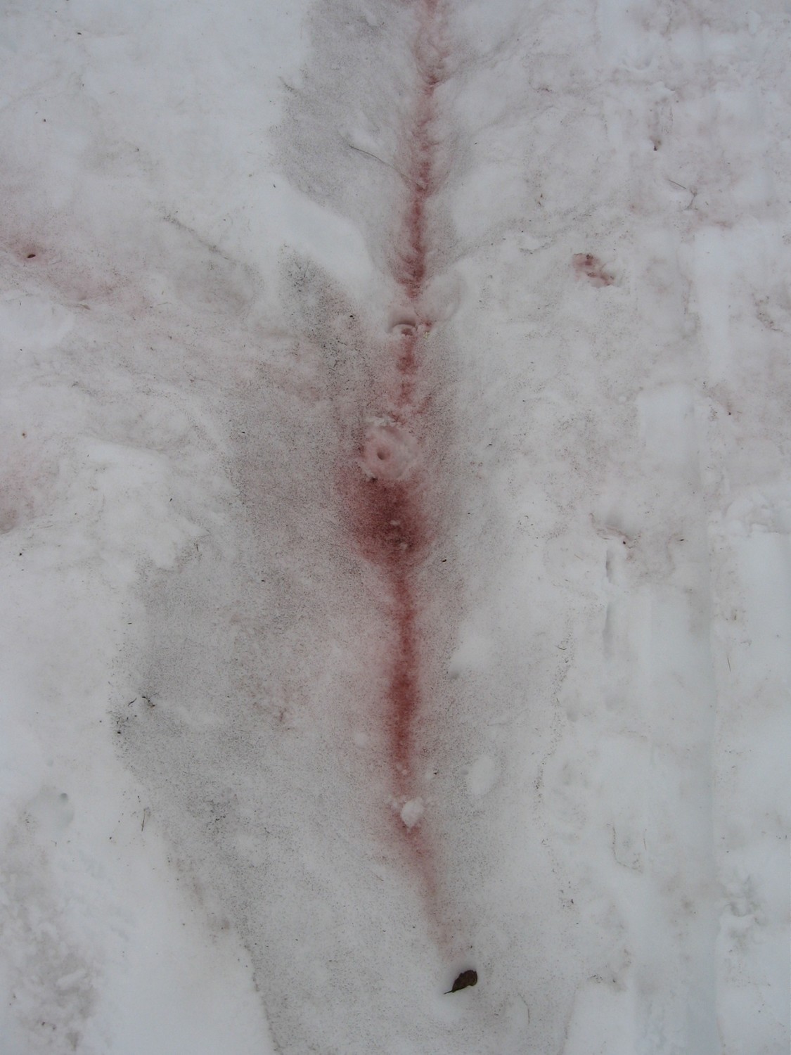Cendres de l'Eyjafjöll ?
