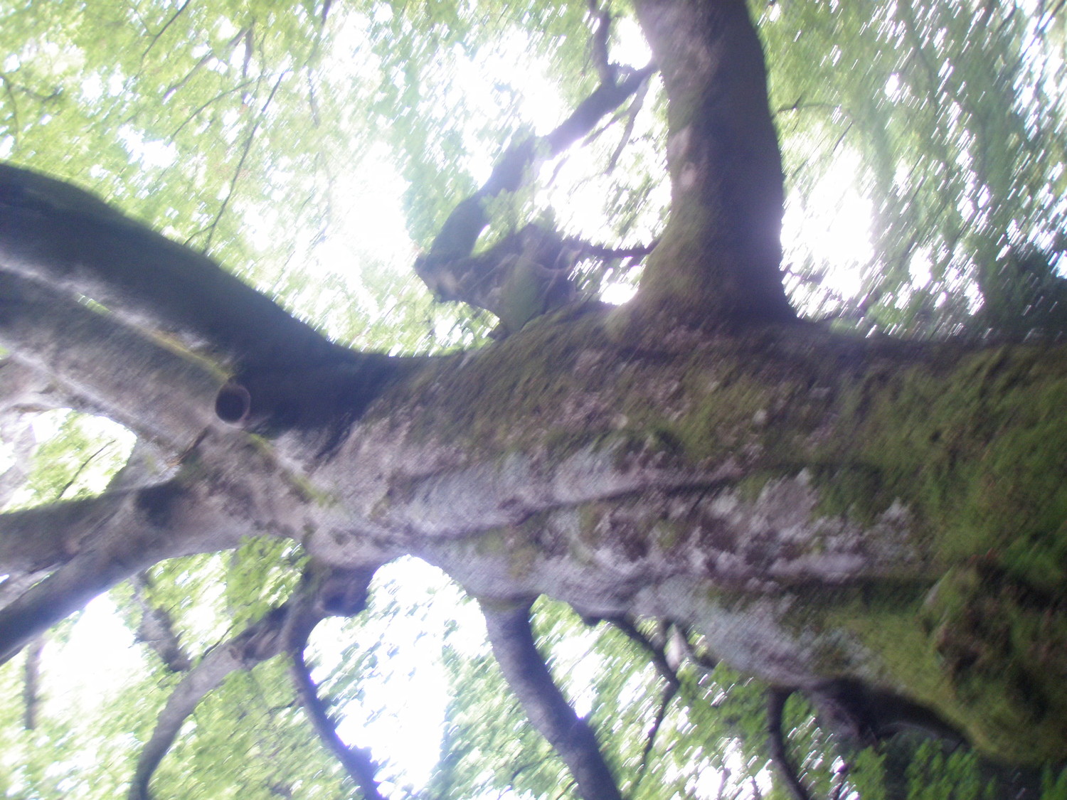 arbre plusieurs fois centenaire