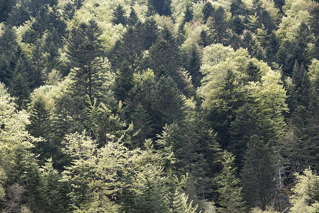 Bois du Lys