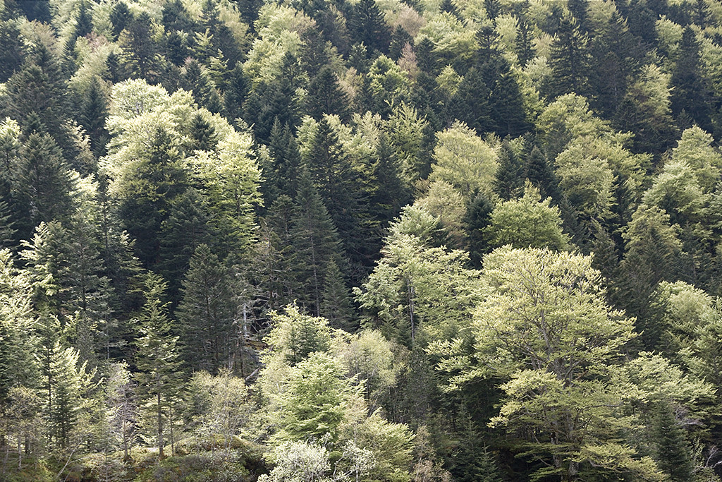 Bois du Lys