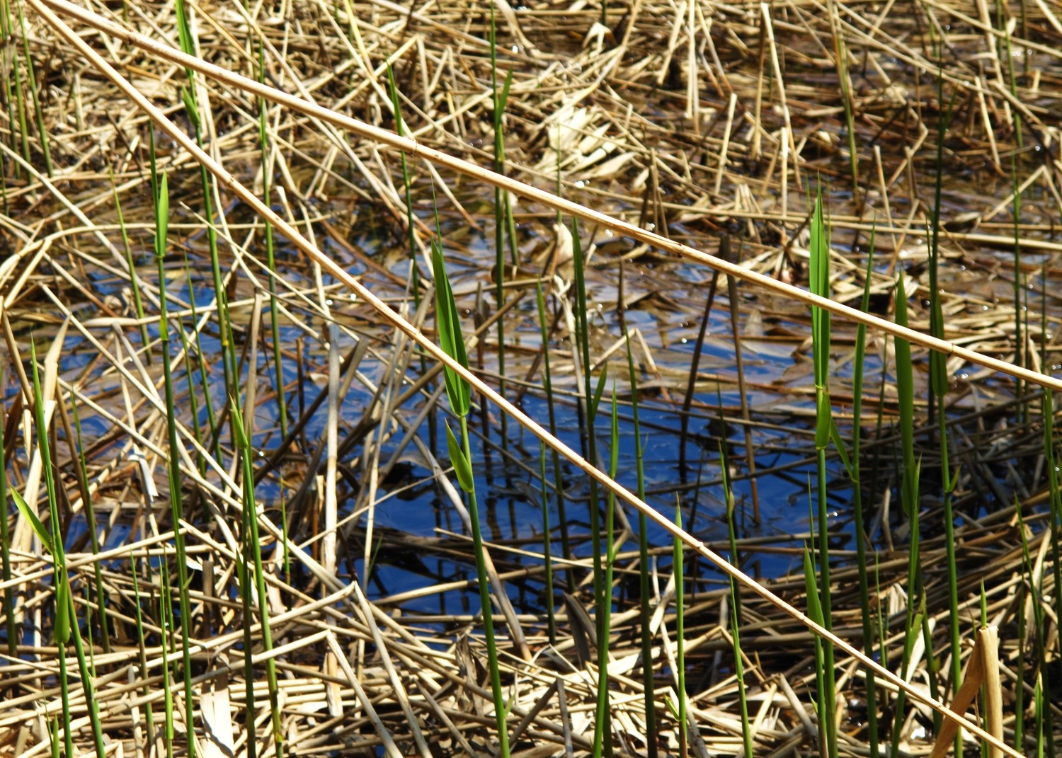 Eau morte
