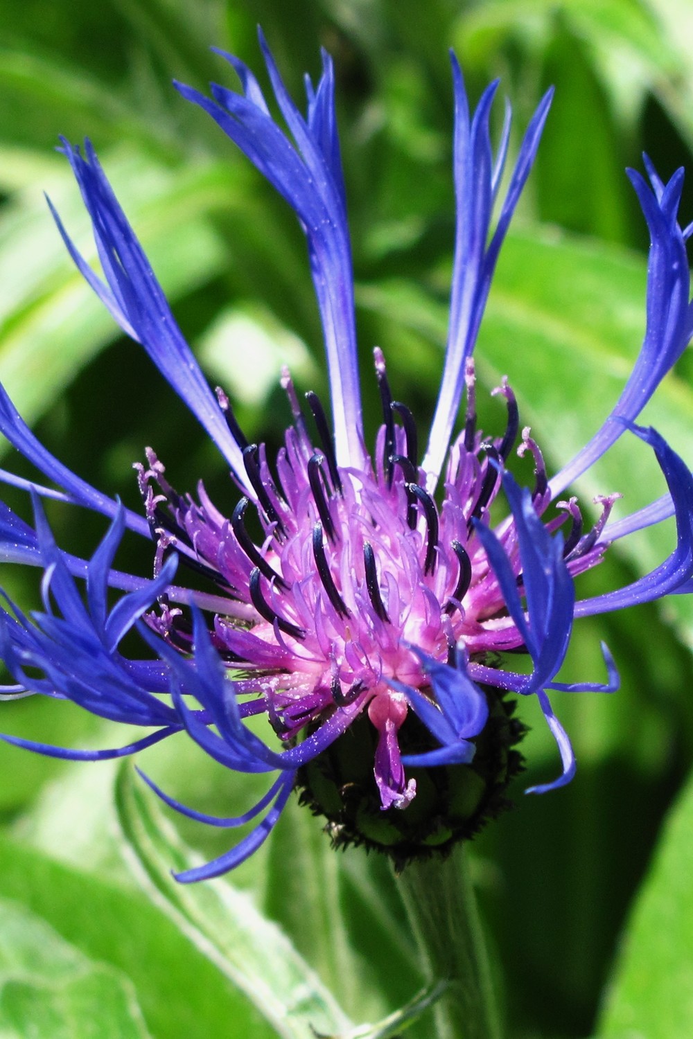 Centaurée de montagne (Centaurea montana)