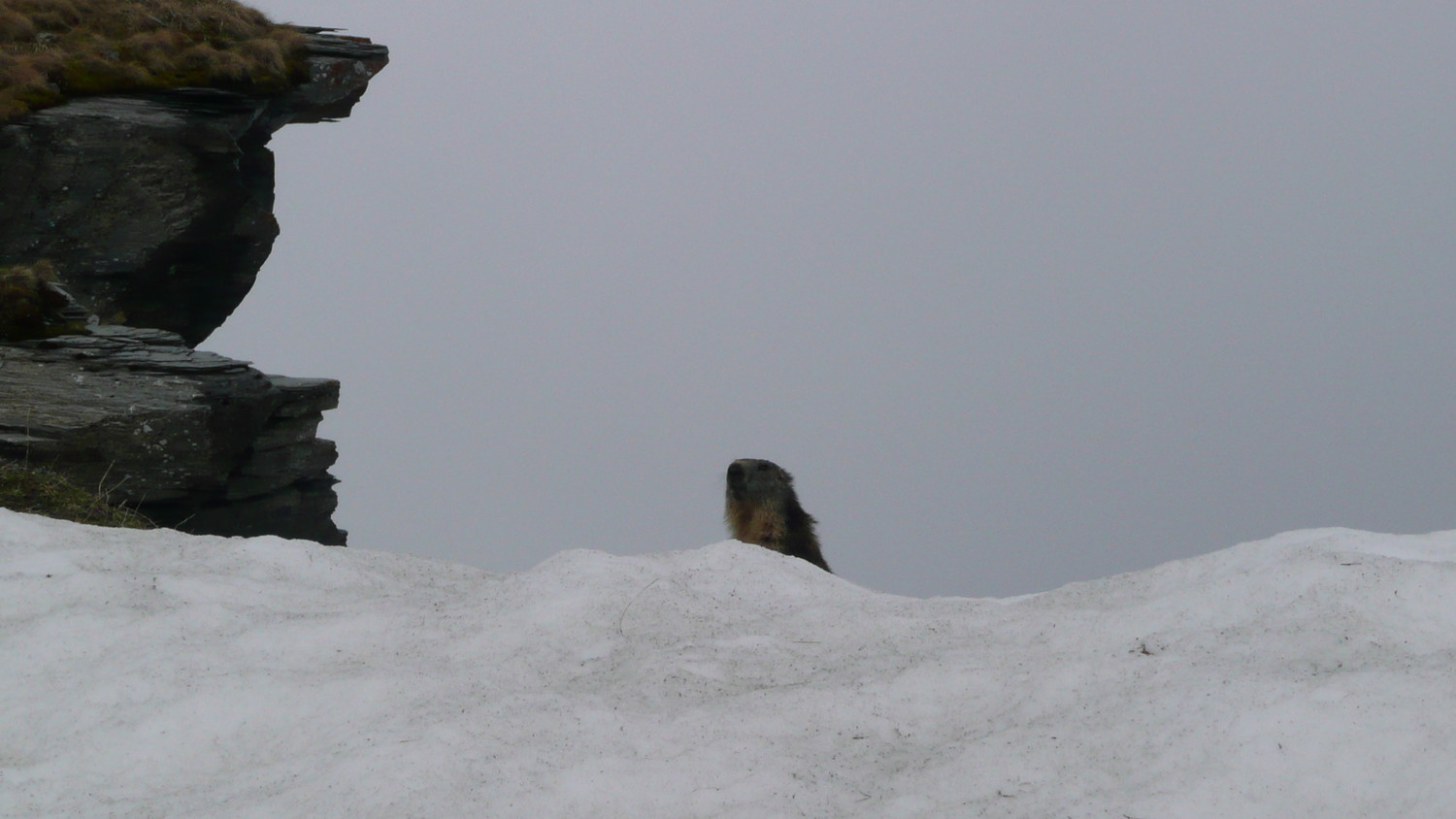 Marmotte à la Brèche du Dérochoir