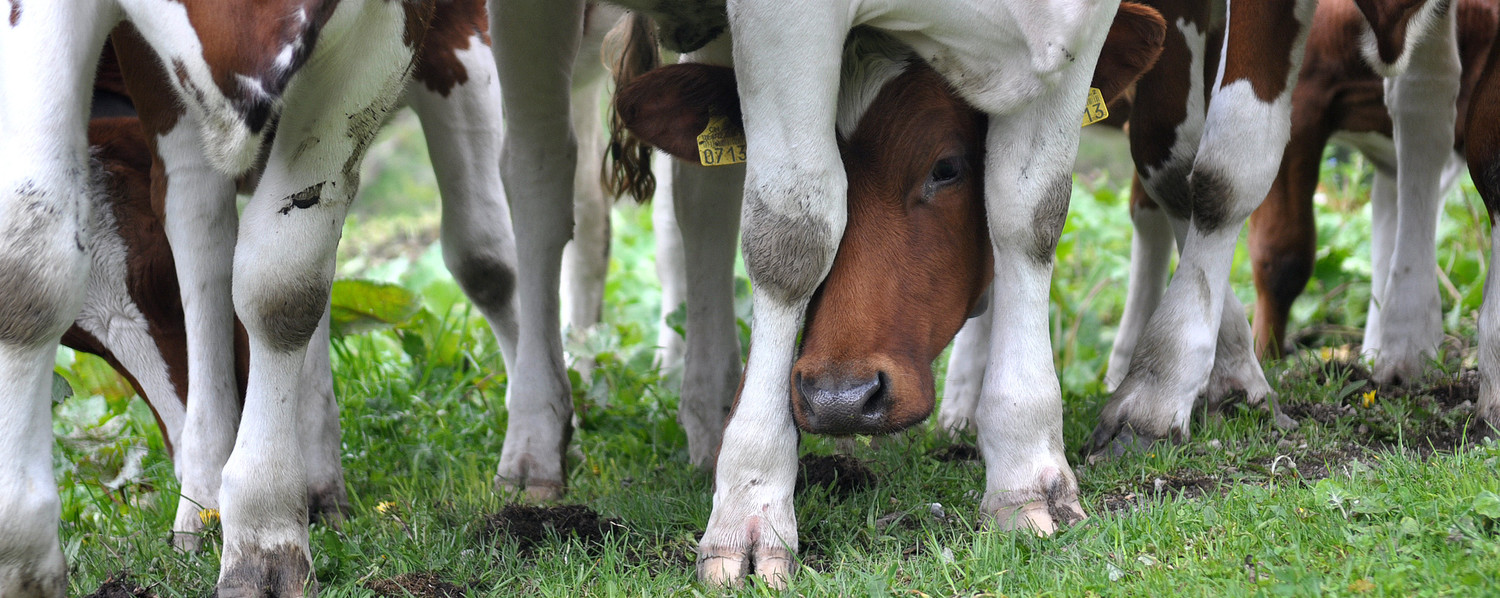 T'es dans mes pattes ! C'est vache !