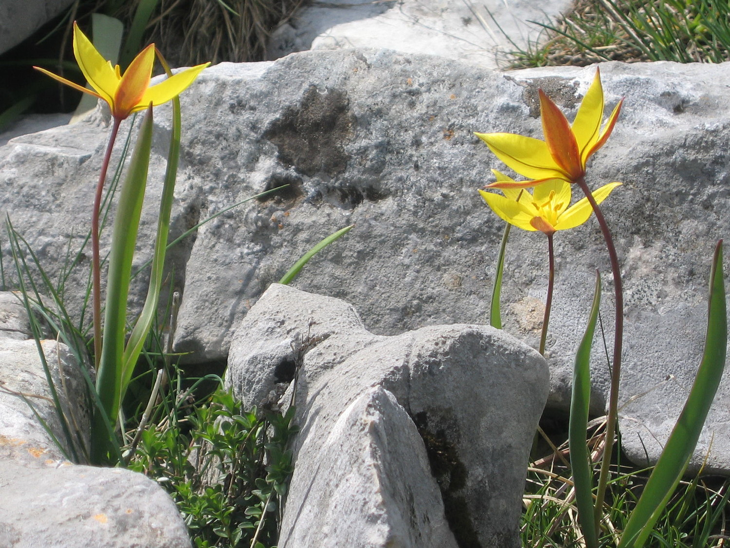 tulipes, vers la jasse du play