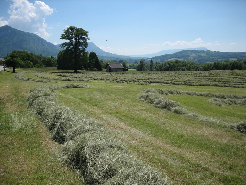 Hum, l'odeur de l'herbe fraîchement coupée