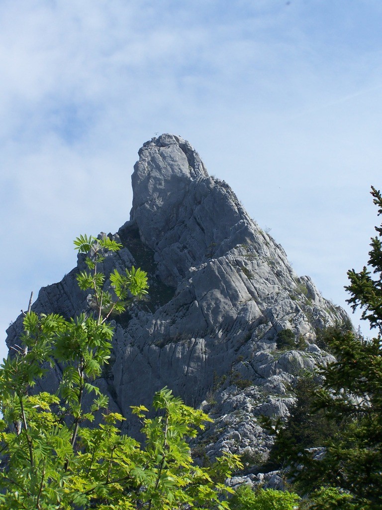 Le ressaut de la croix, patrite grimpante.