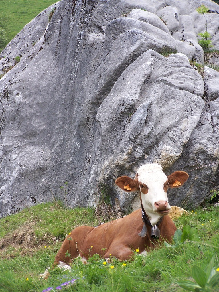 On a acheté sa Tome au chalet de Soliet!