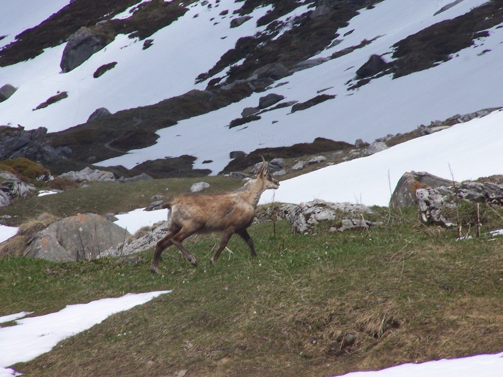 Rencontre au Barmettes en motnant au col de la vanoise