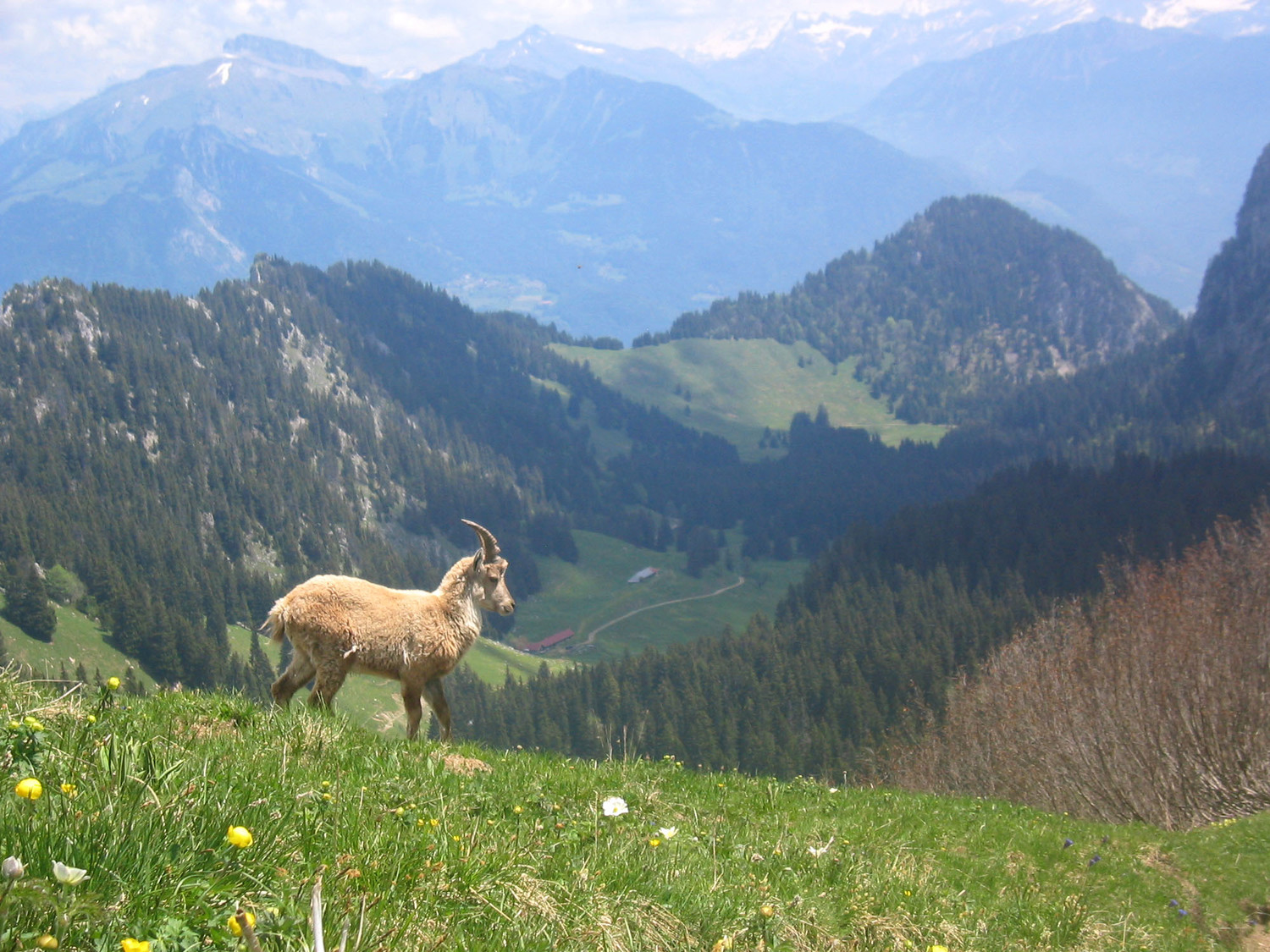 Rencontre au col de Savalènaz