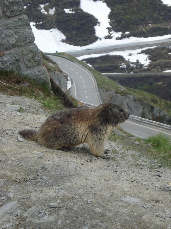 marmotte peu farouche au Belvédère