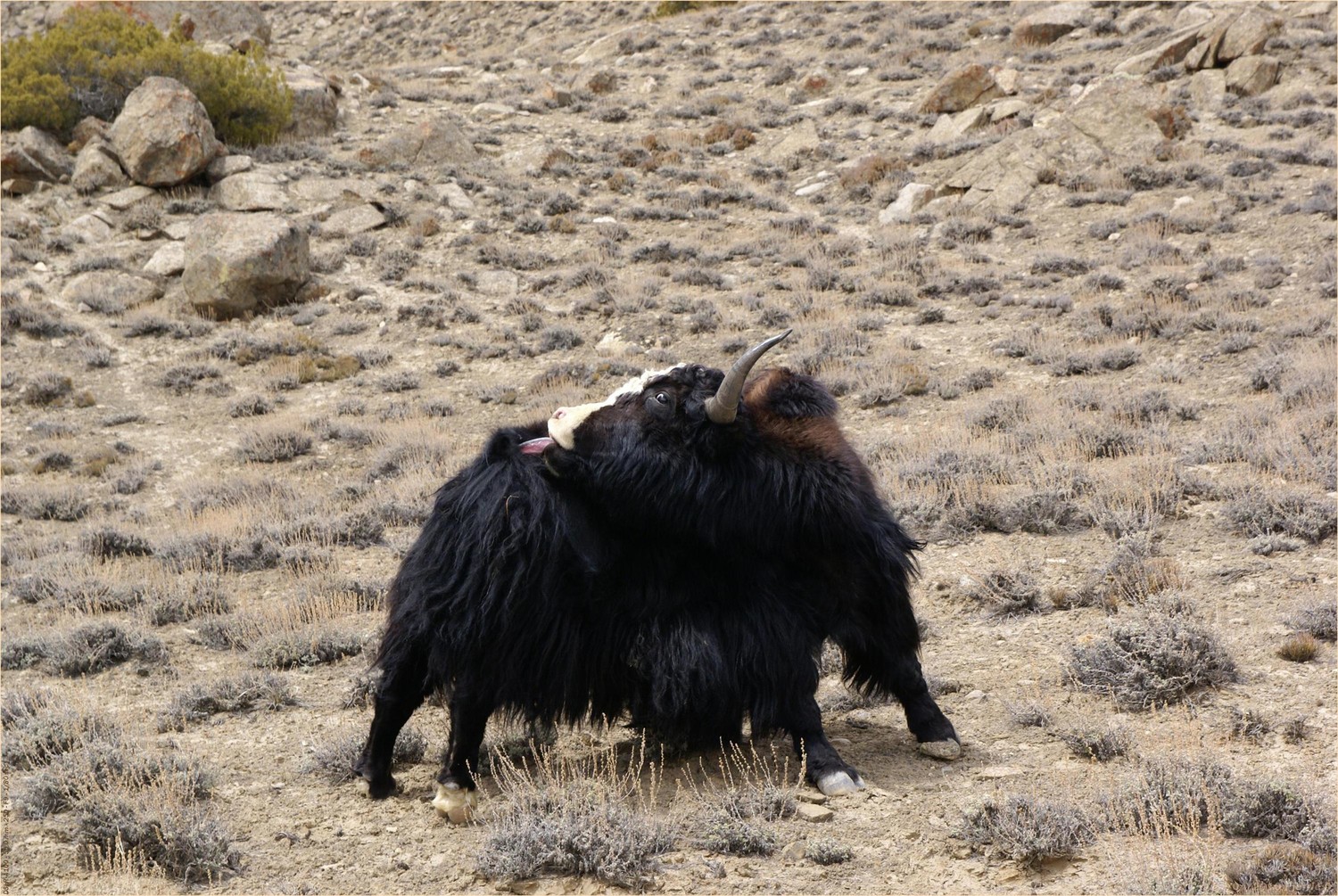 Gentil le Yak, gentil,...