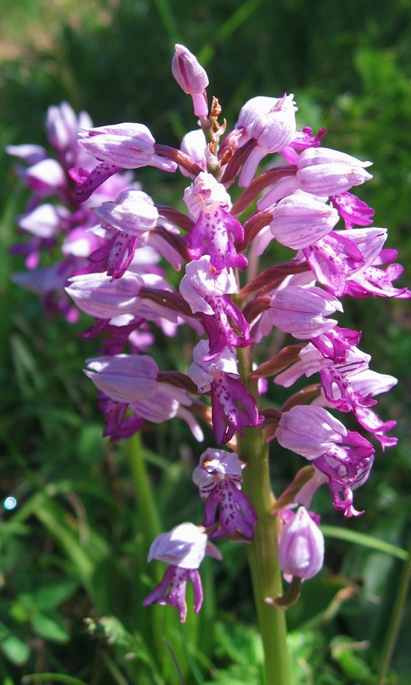 Orchis militaris - orchis militaire