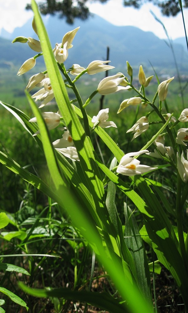 Cephalanthera longifolia - céphalanthère à longues feuilles