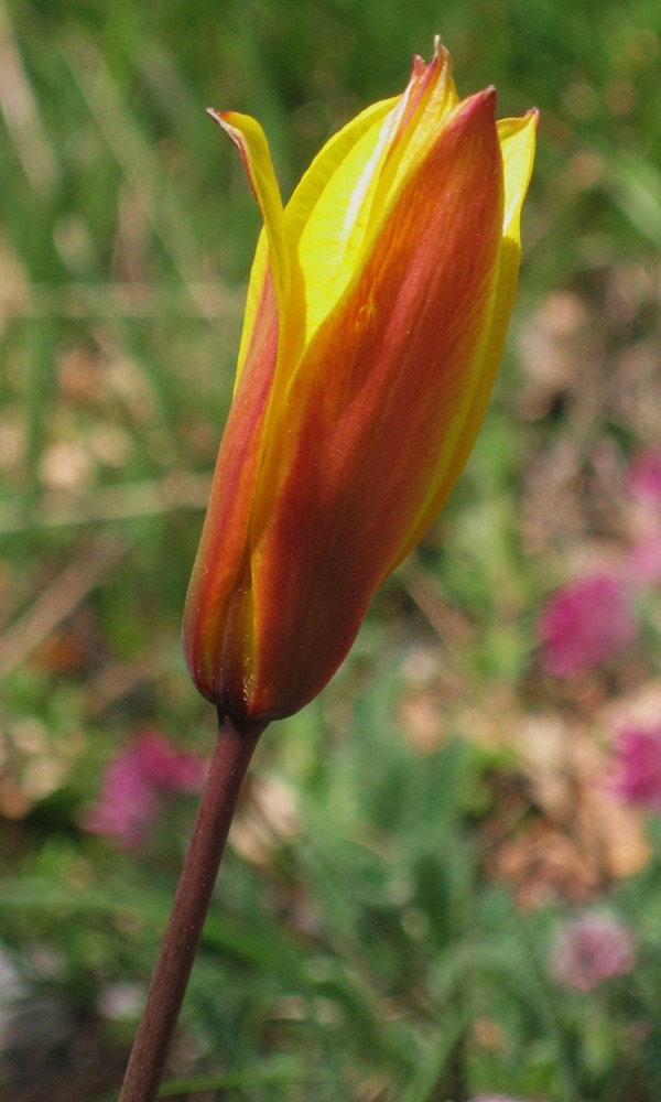 Tulipa sylvestris subsp. australis - Tulipe australe (enfin...)