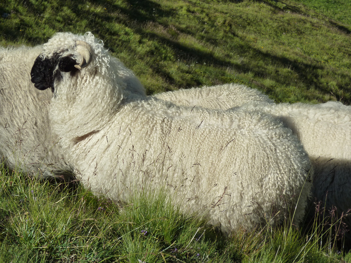 Mouton près du Col de la Furka