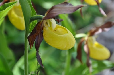 Sabot de Vénus