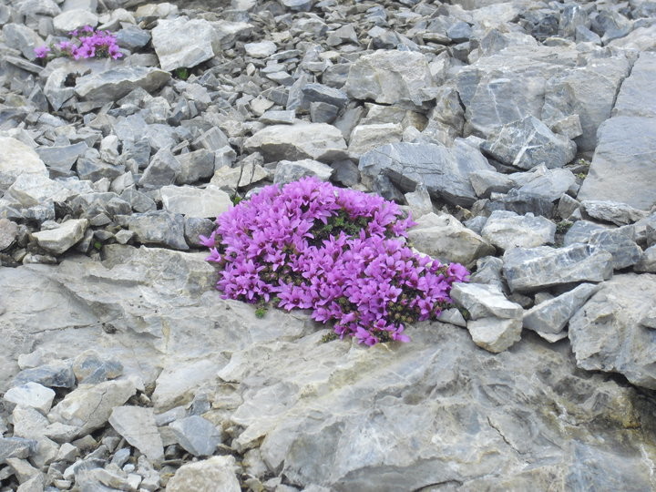 fiori a 2900m