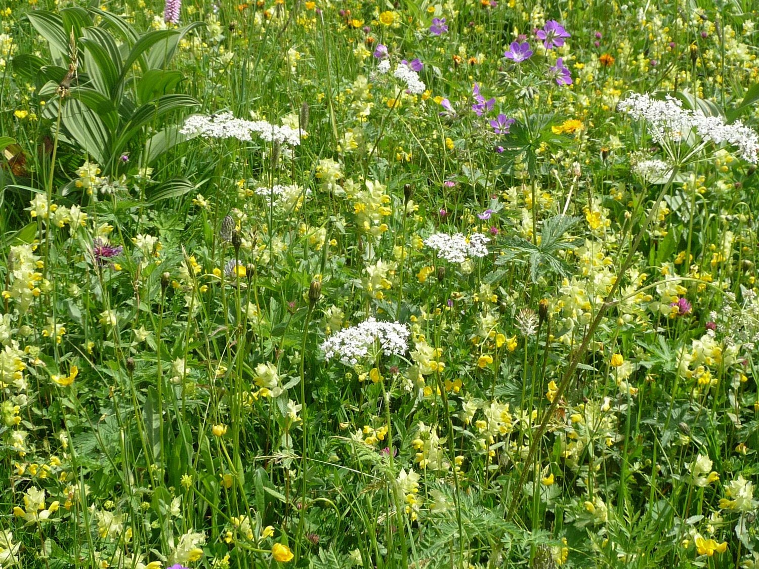 bouquet "estival" au départ