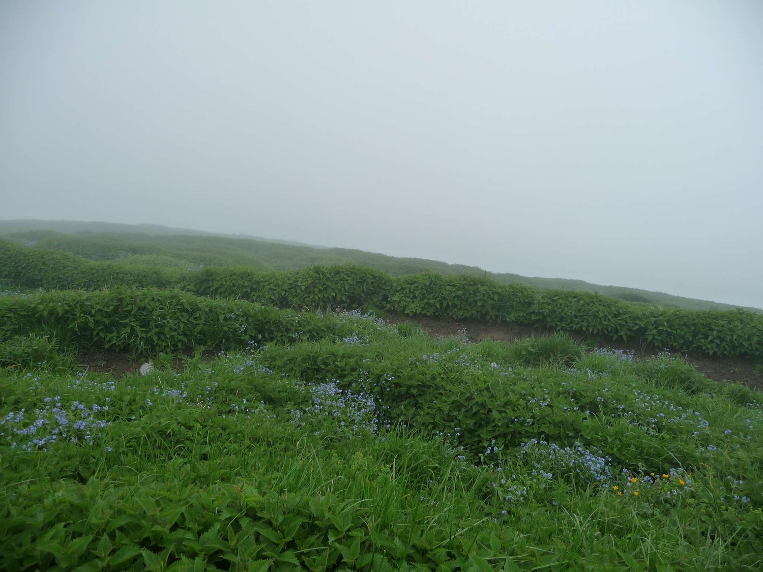 brouillard au sommet, couvert d'orties