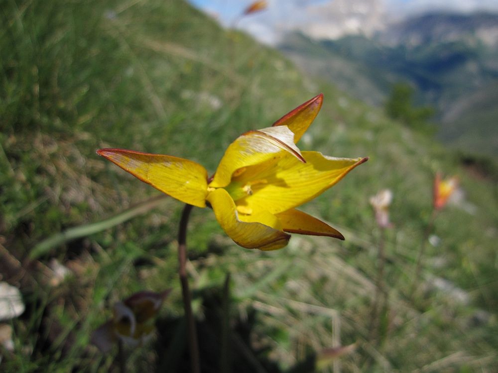 Tulipe australe