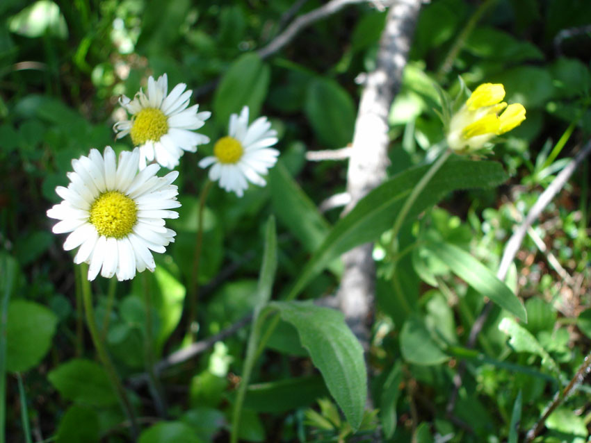 Petite marguerite